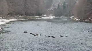 Rodzinna przeprawa dzików przez Dunajec