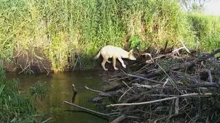 Małe wilki przyglądały się tamie bobrów