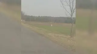 Lasy wieluńskie