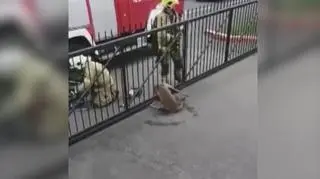 Sarna utknęła w ogrodzeniu