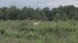 Biały Daniel na Warmii