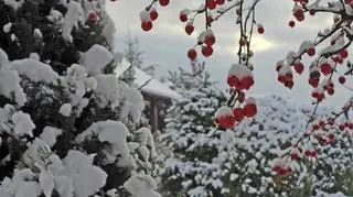 Bajkowy poranek zimowy
