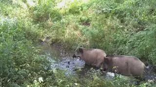 Spór dzików i jelenia o błotne spa
