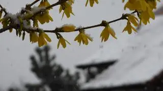 Znowu pada śnieg