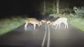 Okolice Nowogrodu Bobrzańskiego