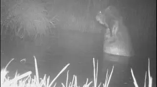 Kąpiel bobra na dwóch łapach w rzece