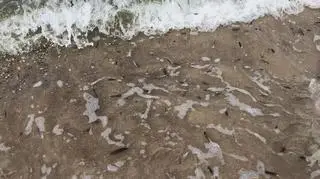 Wisełką pióra ptaków w wodzie