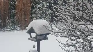 Ptaki w zimowym ogrodzie