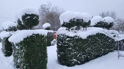 W Szwecji sypnęło śniegiem. Wypadki, nieprzejezdne drogi