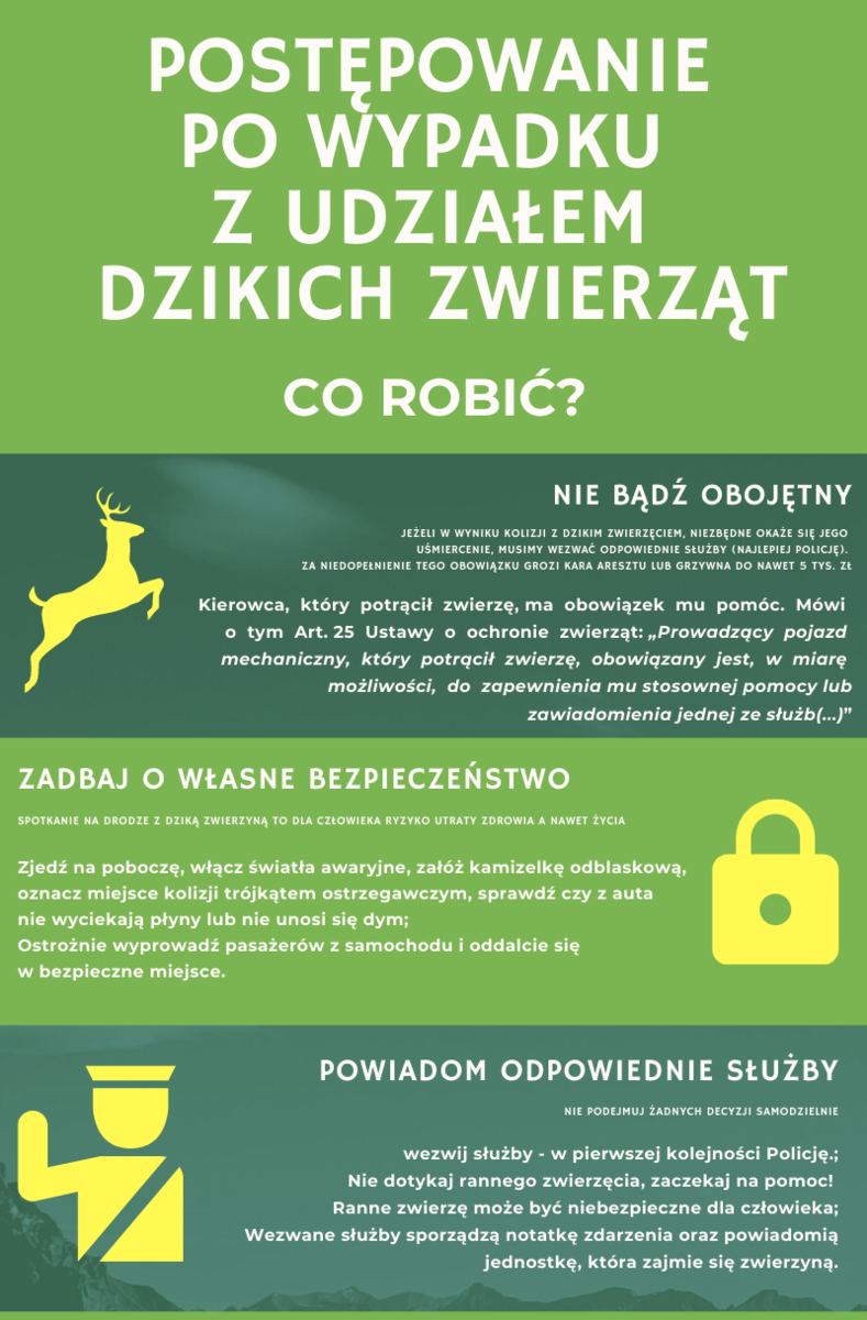 Postępowanie po wypadku z udziałem dzikich zwierząt