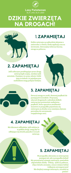 Uwaga, dzikie zwierzęta na drogach