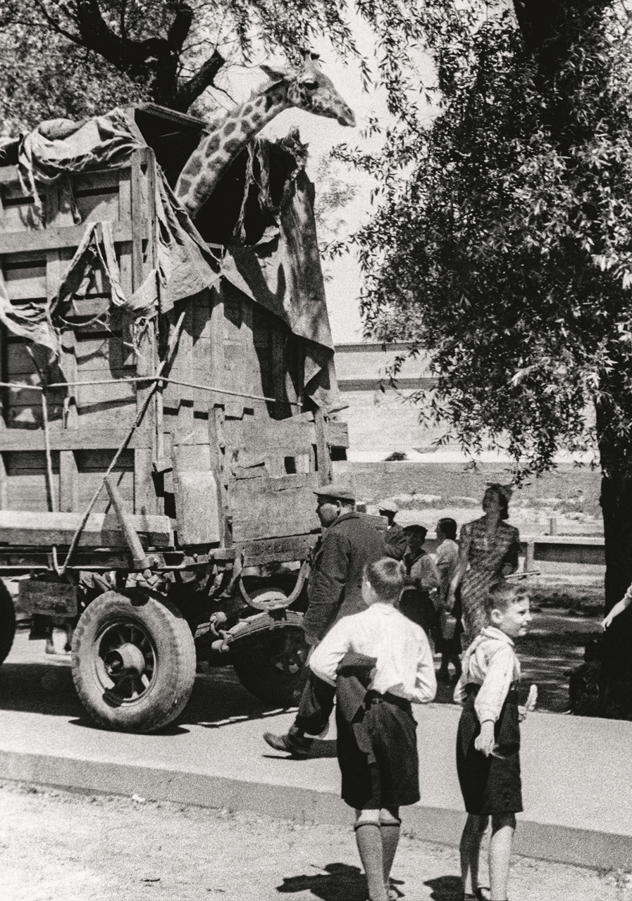 Dwie młode żyrafy sprowadzono w czerwcu 1939 roku z Tanganiki (obecnej Tanzanii) 