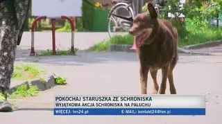 Seniorzy z Palucha do wzięcia