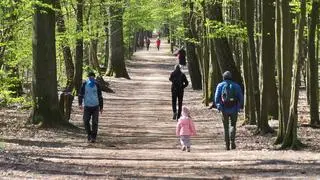 Las Kabacki po załagodzeniu obostrzeń