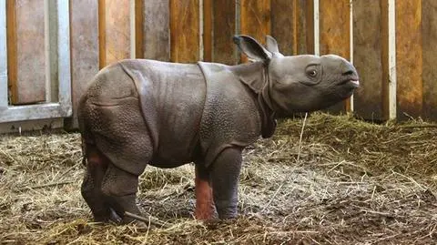 W zoo urodził się nosorożec. "Ma charakterystyczną białą łapkę"