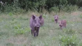 Zwierzęta podchodziły bardzo blisko ulicy