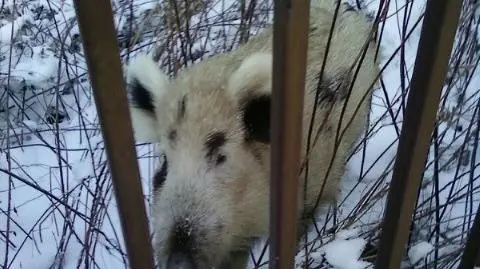 Dziki podeszły pod ogrodzenie. "W ogóle się nie bały"