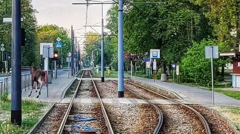 Poranny spacer klempy. "Z gracją przebiegła przez torowisko"