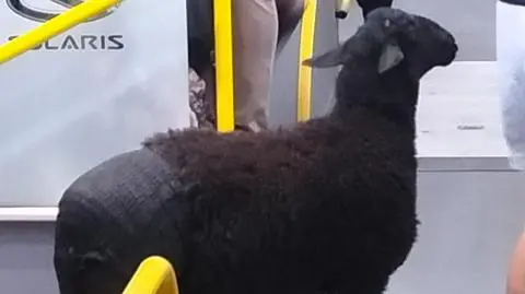 "Expressions on passengers' faces were priceless". Black sheep takes a bus ride in Warsaw