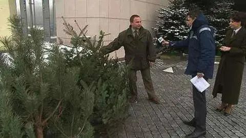 "Sosna pachnie, najdłużej postoi jodła"