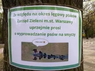 Kierowcy muszą uważać na wędrujące nurogęsi