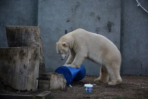 Podopieczni warszawskiego zoo czekają na prezenty