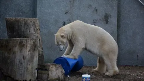 Podopieczni warszawskiego zoo czekają na prezenty