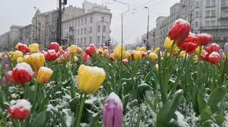 Śnieżny poranek w stolicy