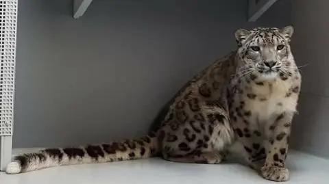 Jamir, nowy mieszkaniec zoo. Oswaja się z sypialnią i wybiegiem 