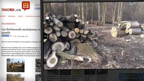 Wycinka w Lesie Bródnowskim. "Robimy miejsce dla cenniejszych gatunków"