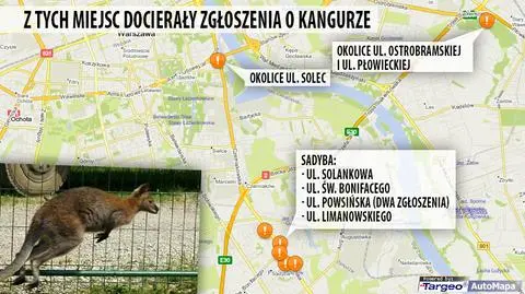 Gdzie jest kangur? Większość tropów prowadzi na Sadybę