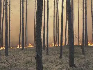 Pożar lasu w Kobyłce