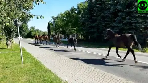 Konie wstrzymały ruch w podwarszawskich Falentach 