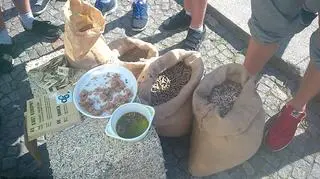 XI Marsz Wyzwolenia Konopi