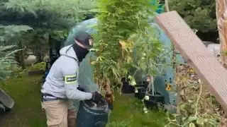 Piaseczno. Policja zabezpieczyła krzewy konopi indyjskiej