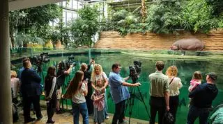 Tak wyglądały 40. urodziny najstarszego hipopotama nilowego w Polsce w Warszawskim Zoo