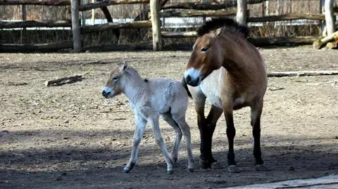 W zoo urodził się koń Przewalskiego