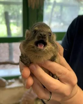 W zoo urodziły się góralki skalne