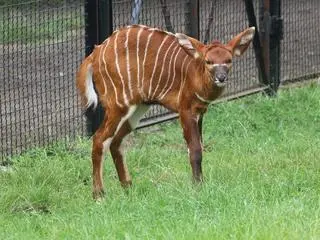 W warszawskim zoo urodziła się antylopa bongo