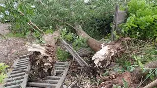 Powalone drzewa uszkodziły trzy samochody