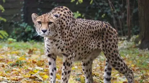 Ostatnie dni Wilmy w zoo. "Bardzo się zżyliśmy"