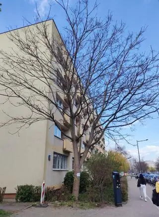 ZZW usuwa samosiewy bożodrzewu gruczołkowatego