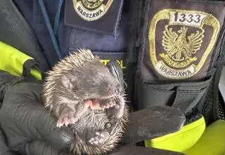 Cztery małe jeże wtulone w siebie na trawniku. Ich matki nigdzie nie było