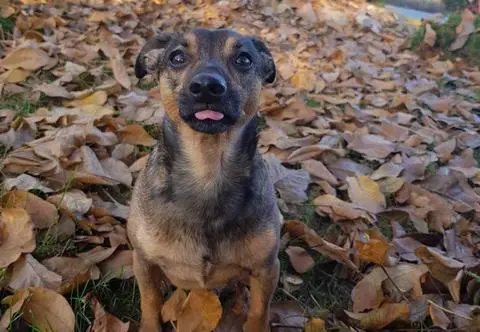 Woltera pogryzł pies w typie amstaffa. Jest postrachem wolskich osiedli