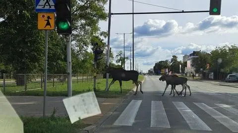 Klępa i łoszaki wolnym krokiem pokonały ruchliwą ulicę