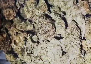 Policjanci znaleźli narkotyki