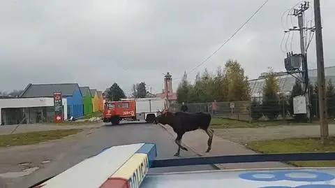 W pobliżu szkoły przeszedł łoś. Wskazali mu drogę "do domu". Nagranie