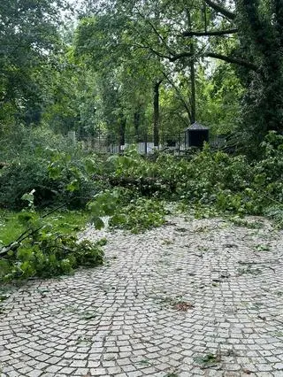 Łazienki Królewskie po nocnej nawałnicy