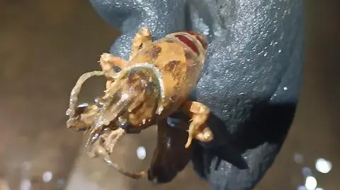 Obcy w warszawskich stawach i innych zbiornikach wodnych