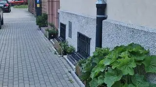 Ogródek fasadowy na ulicy Bałuckiego na Mokotowie